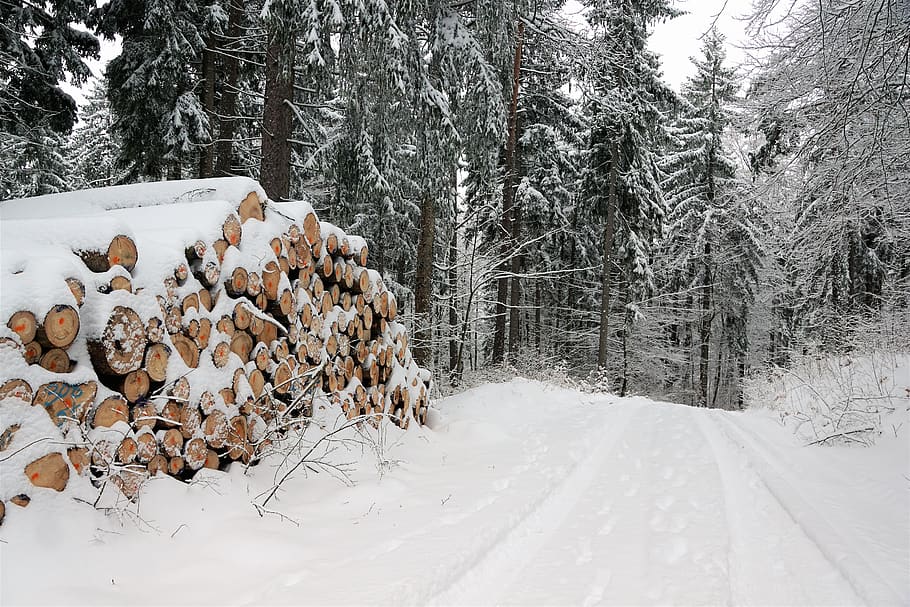 snow, winter, wood, cold, frost, season, tree, frozen, fir tree, HD wallpaper