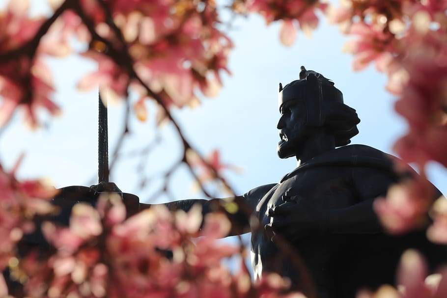 monument, king tomislav, statue, historically, sculpture, pink magnolia flowers HD wallpaper