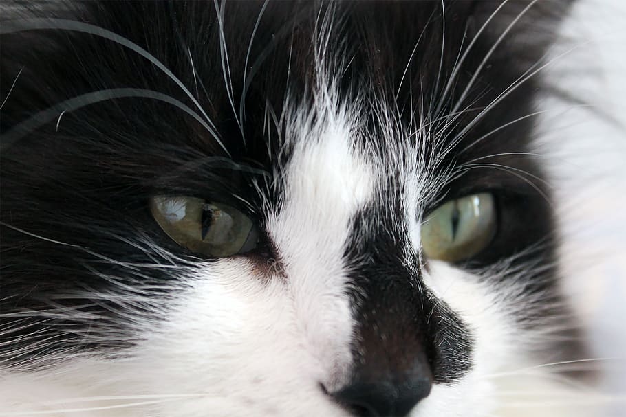 cats, animals, pets, kitten, feline, domestic cat, animal themes HD wallpaper