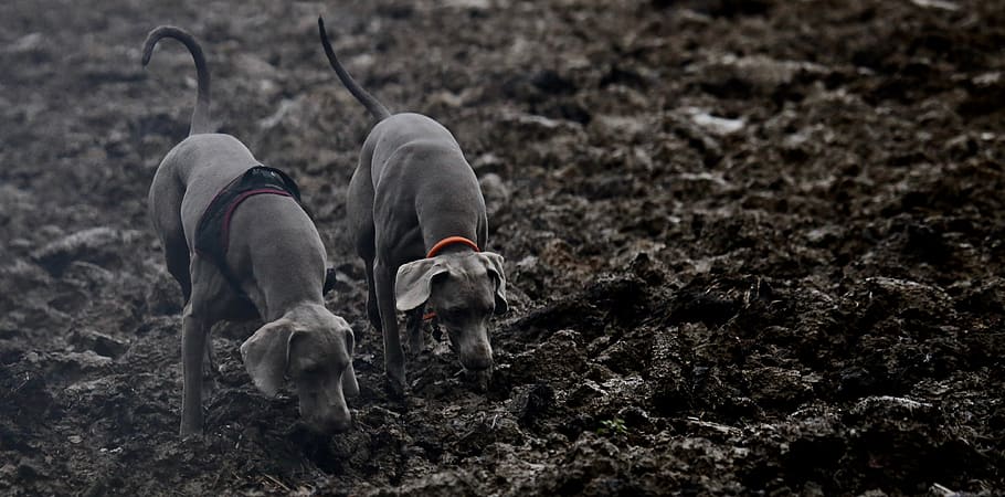 two dogs sniffing on ground, pet, canine, mammal, animal, soil HD wallpaper
