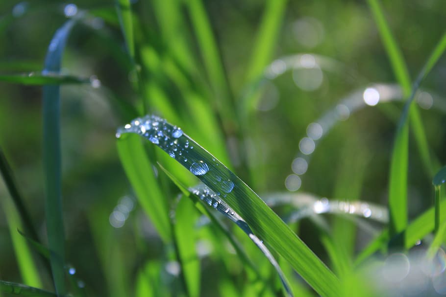 dewdrops, grass, spring, morning, color, green, fresh, plant HD wallpaper