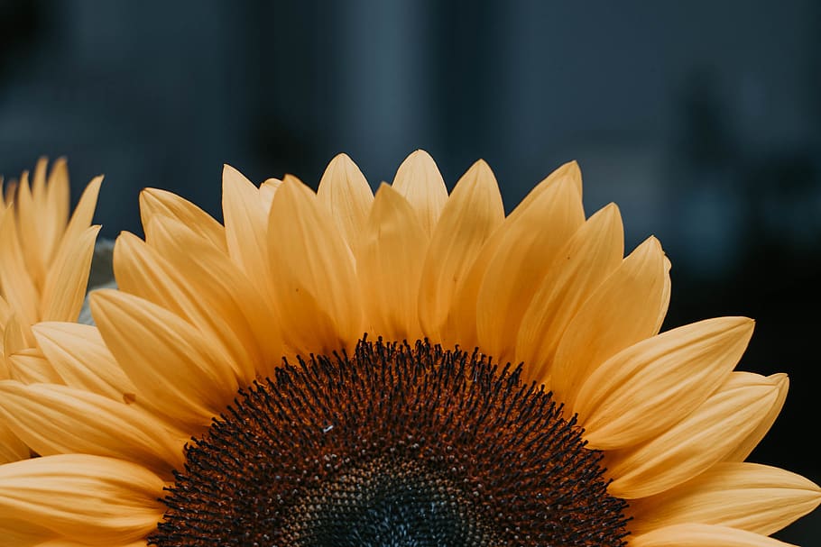 sunflower during daytime, petal, inflorescence, flowering plant HD wallpaper