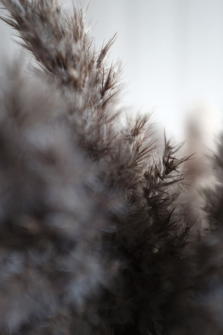 denmark, holbæk, orø, selective focus, no people, close-up HD wallpaper