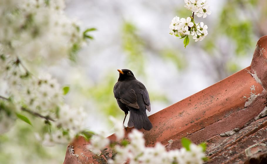 blackbird, flowers, spring, cherry blossom, animal, nature HD wallpaper