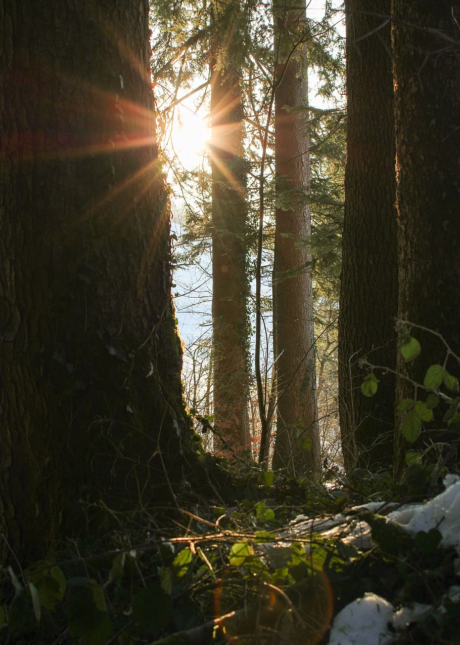 green leafed trees, light, flare, sunlight, ground, plant, hiking HD wallpaper