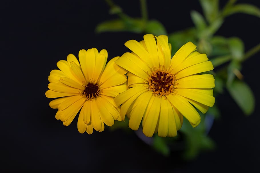 calendula, yellow, flower, flowering plant, freshness, fragility HD wallpaper