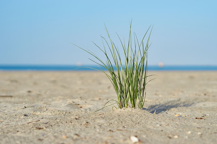 beach, grass, green, sea, blue, yellow, nature, sand, coast HD wallpaper
