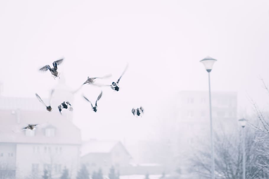 Flock of Flying Birds Above Street, action, blur, flight, fog HD wallpaper