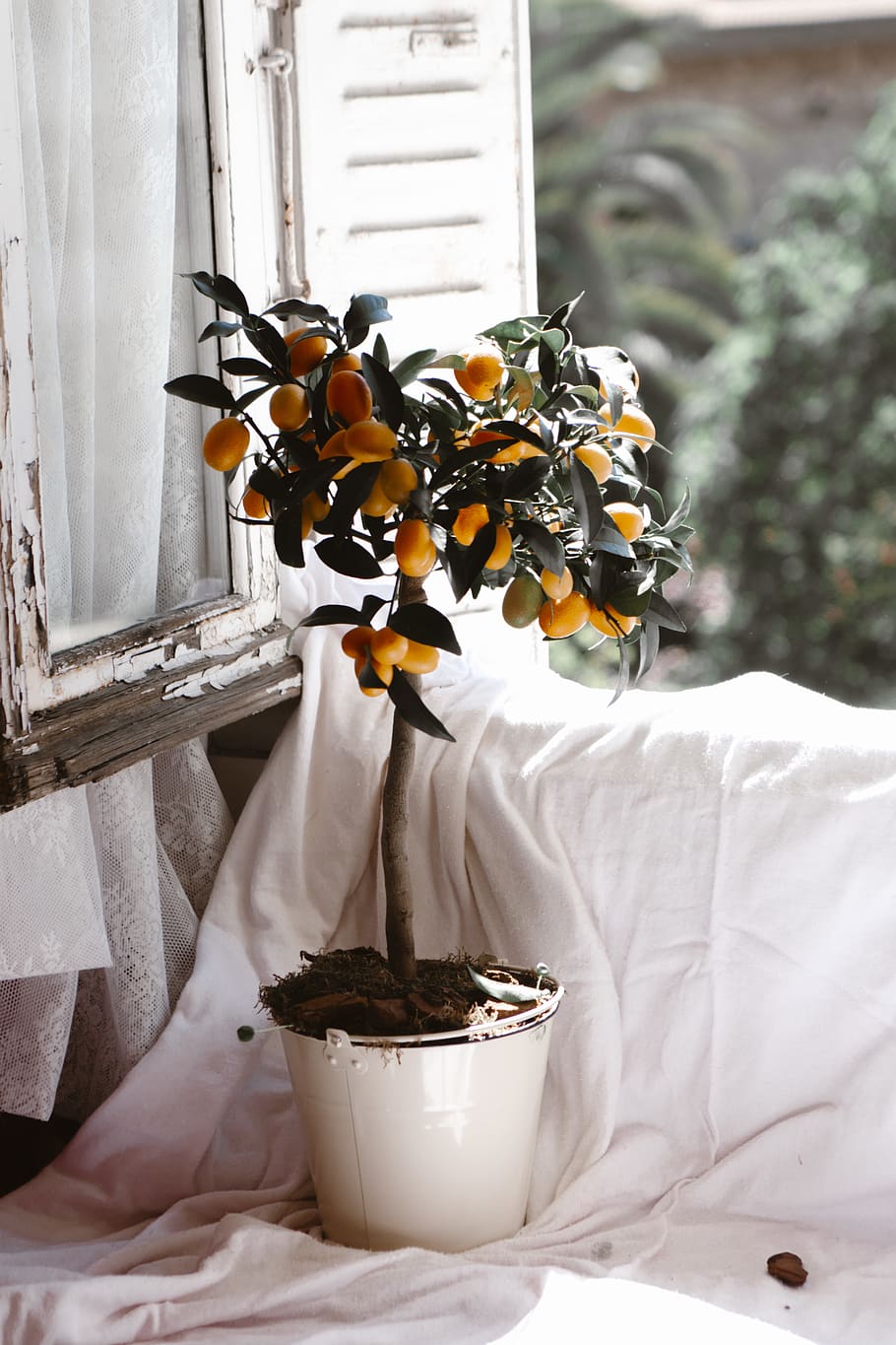 physalis fruit, plant, potted plant, nature, flower, no people HD wallpaper