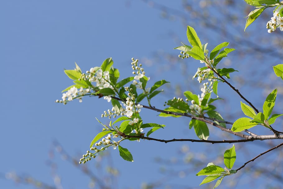 beautiful, blossom, bright, bunch, closeup, detail, flora, floral HD wallpaper