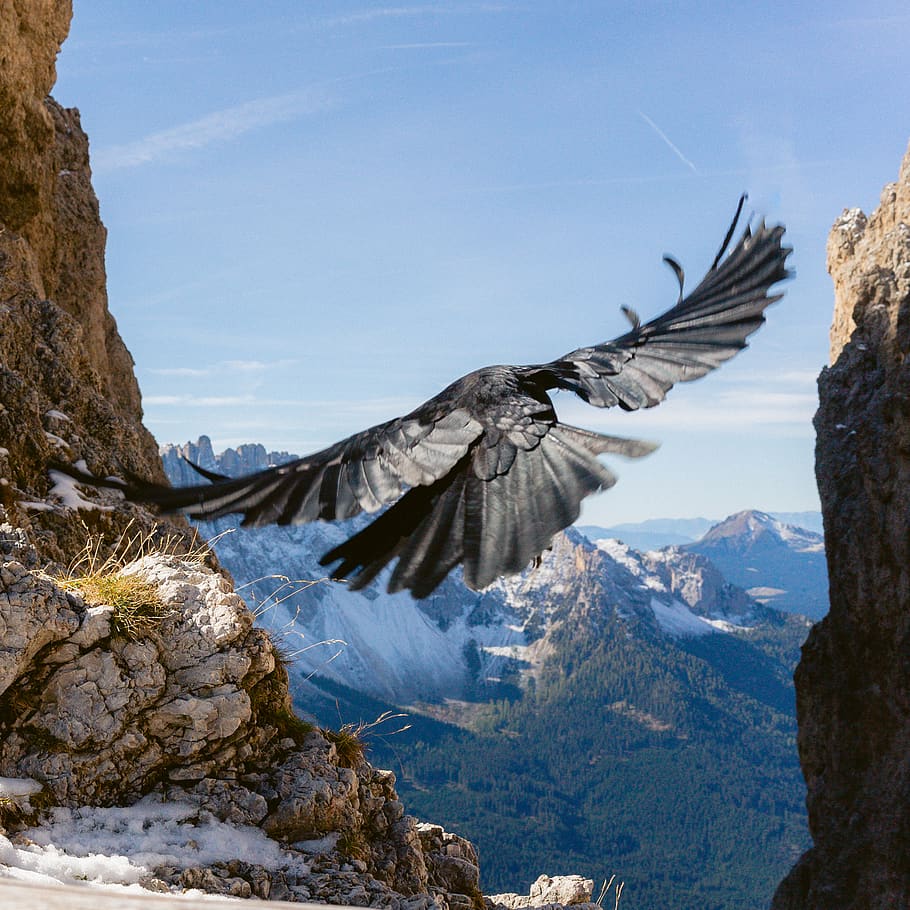 black bird, mountain, scenics - nature, mountain range, rock HD wallpaper