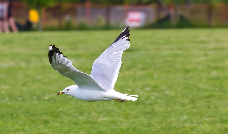 bird, seagull, flying, flight, animal, wild life, wildlife HD wallpaper