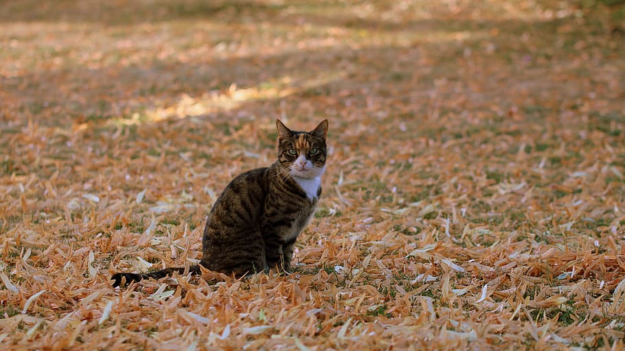 cat, leaf, grass, animals, nature, pets, garden, solar, autumn HD wallpaper