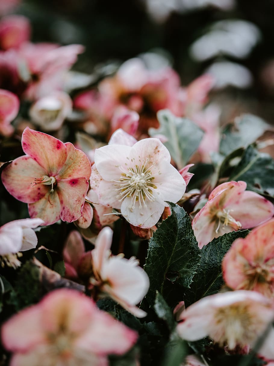 pink-petaled flowers, flowering plant, beauty in nature, freshness HD wallpaper