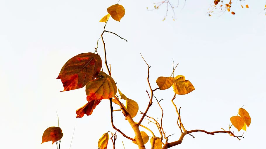 Yellow and Brown Leaves on Branch, fall, fall leaves, plant part HD wallpaper