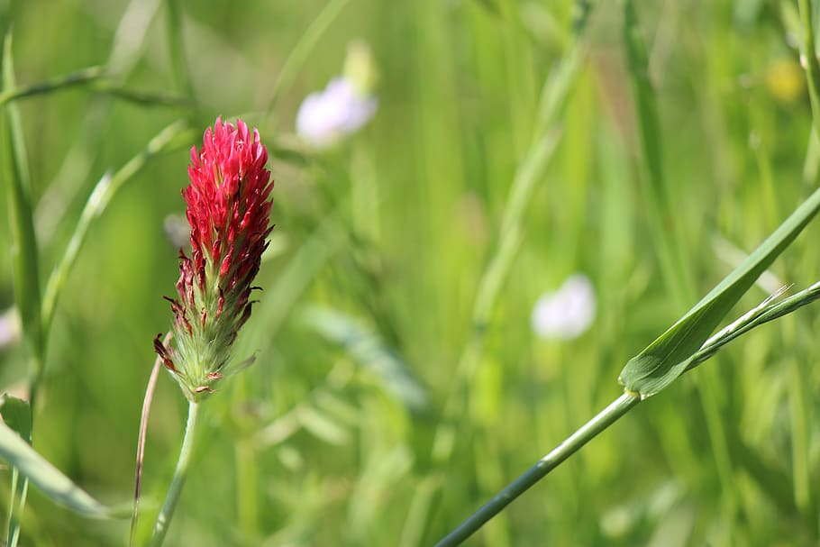 grass, plant, growth, beauty in nature, green color, close-up HD wallpaper