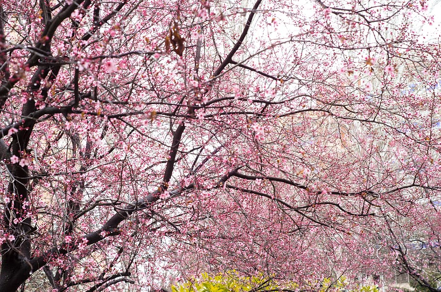 madrid, spain, pink, tree, garden, hanami, building, urban HD wallpaper