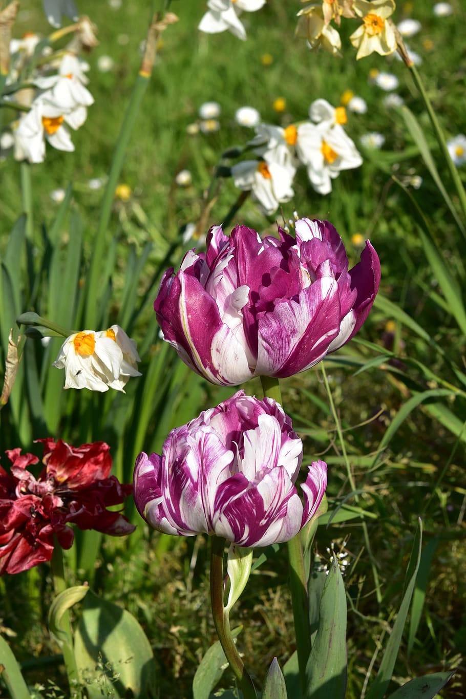 tulips, flowers, spring, garden, nature, tulips colorful, spring-flowering HD wallpaper