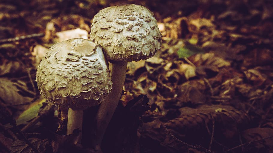 mushroom, autumn, forest, cool, colorful, brown, mushrooms, HD wallpaper
