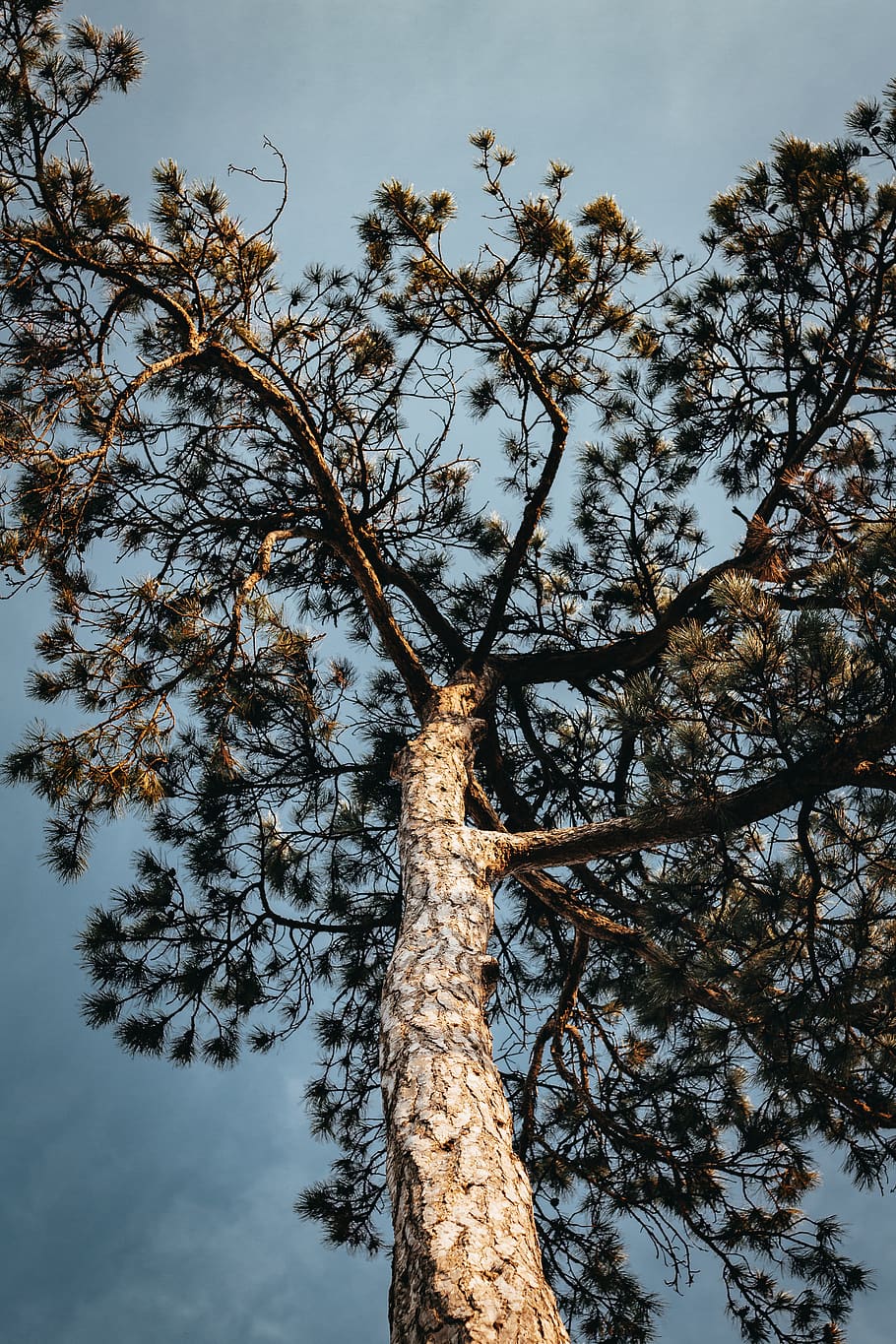 Low-angle Photography of Tall Tree Under Blue Sky, colors, daylight HD wallpaper