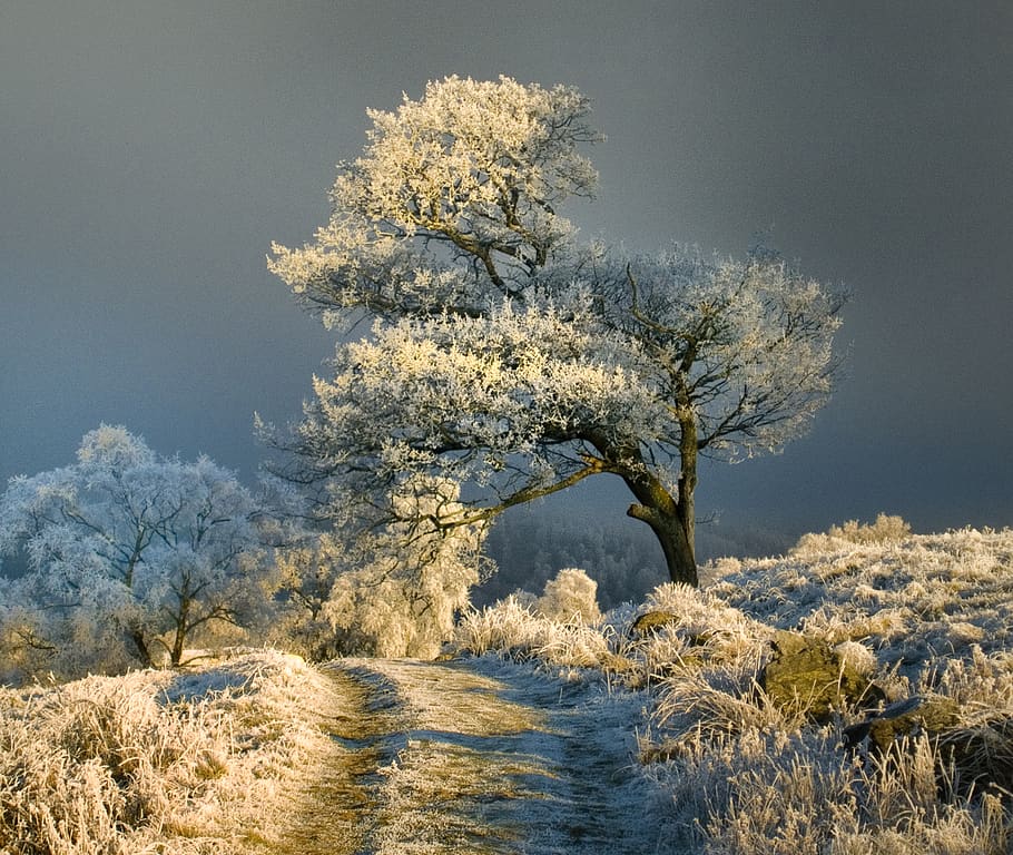 beauty in nature, tree, plant, growth, tranquility, sky, scenics - nature HD wallpaper