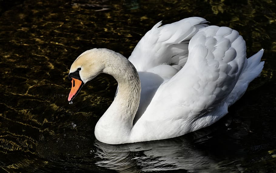 swan, elegant, noble, plumage, white, beautiful, drop of water, HD wallpaper