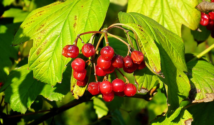 viburnum, fruit, red, berries, foliage, mature, nature, plant HD wallpaper