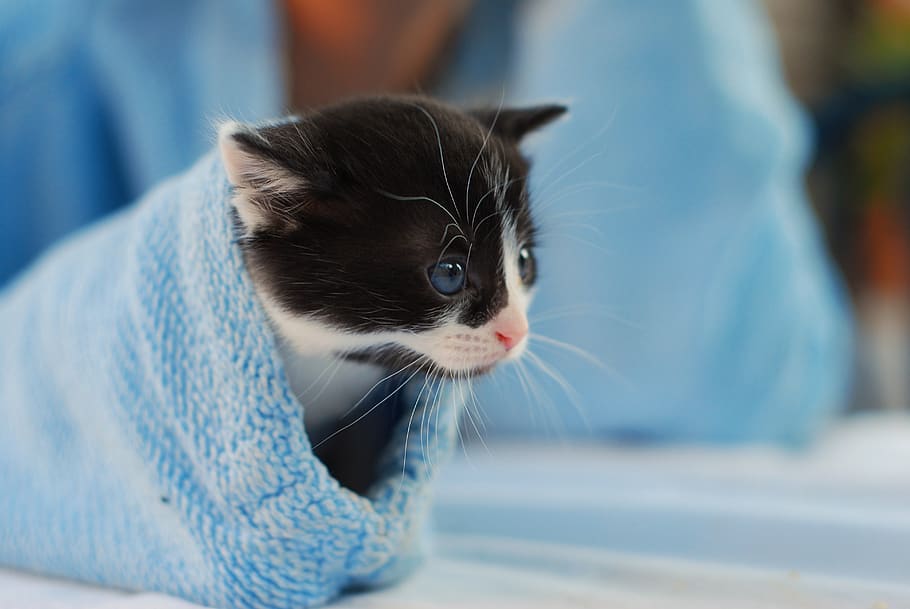kitten, sleeve, cute, happy, cat, baby, pets, domestic, animal themes HD wallpaper