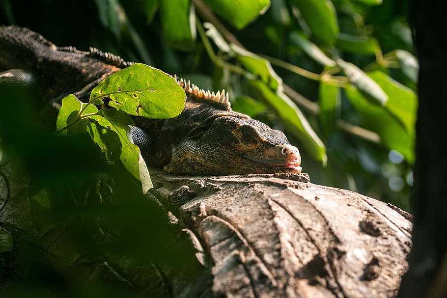 lizard, reptile, scale, iguana, zoo, scaly, dragon, animal HD wallpaper
