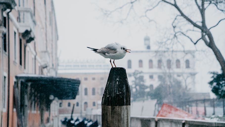 venice, italy, potrait, background, pole, beak, bird, gondola HD wallpaper
