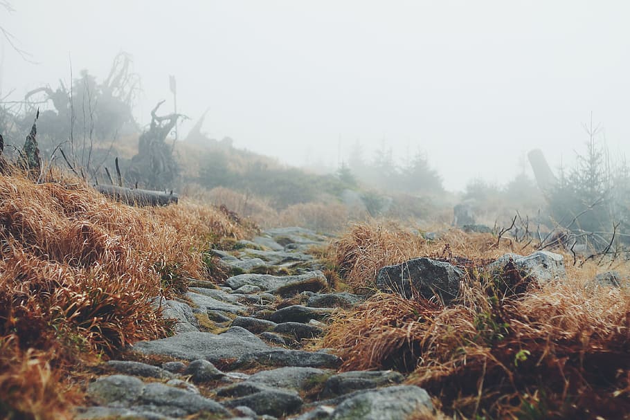 landscape, tree, nature, forest, path, outdoor, rock, wilderness HD wallpaper