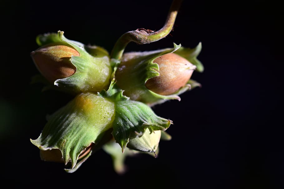nut, hazelnut, food, brown, eat, snack, autumn, nutrition, shell HD wallpaper