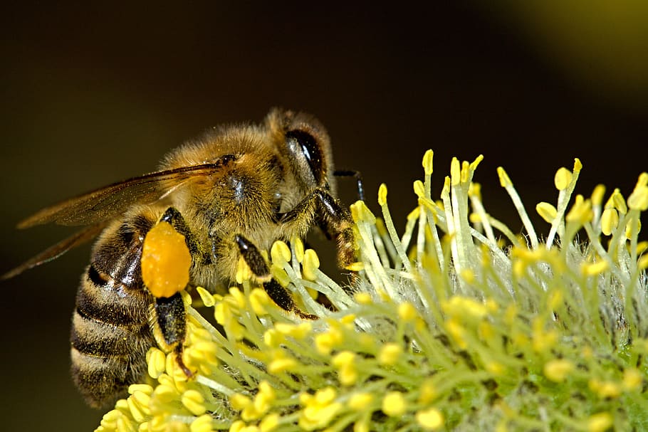 Honey Bee Zipping a Plant, bug, close-up, flora, flower, insect HD wallpaper