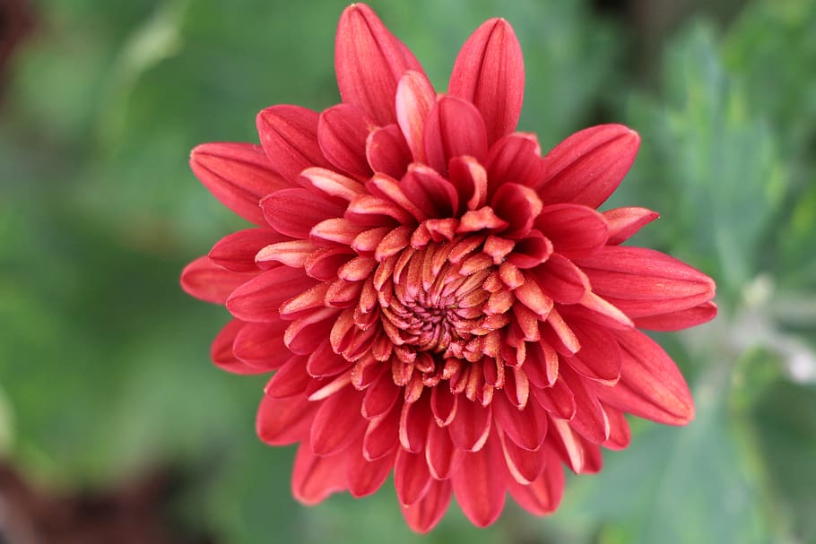 flowering plant, petal, red, freshness, flower head, fragility HD wallpaper