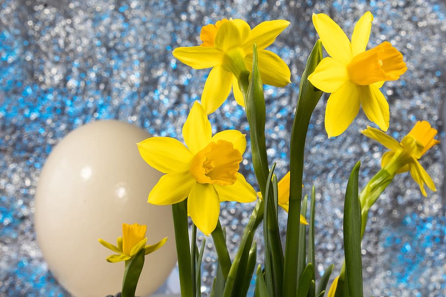 easter, easter egg, spring, narcissus, amaryllis plant, daffodil HD wallpaper