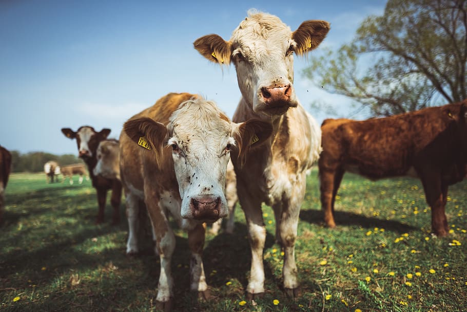 mammal, livestock, animal, domestic animals, animal themes HD wallpaper