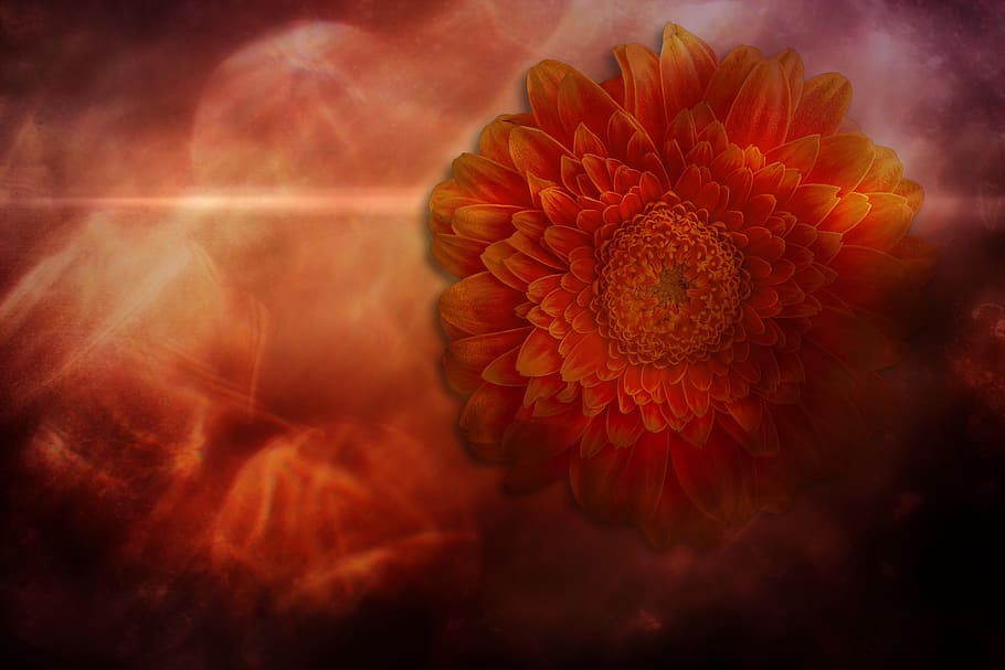 gerbera, flower, blossom, bloom, dreamy, background, color HD wallpaper