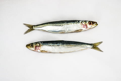sardines, white background, two fish, seafood, raw, fresh, food and drink HD wallpaper
