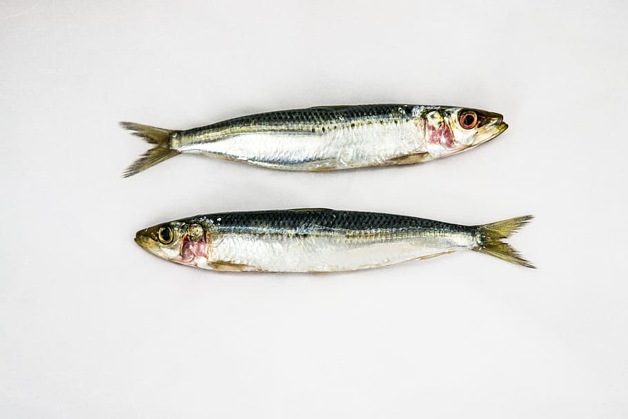 sardines, white background, two fish, seafood, raw, fresh, food and drink
