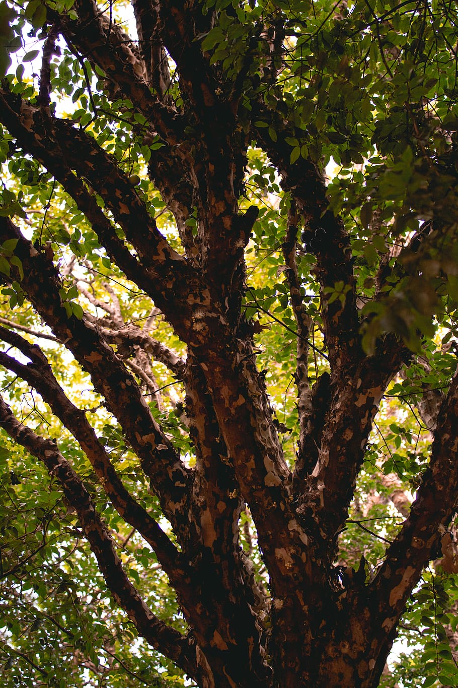 green-leafed tree, plant, tree trunk, growth, nature, beauty in nature HD wallpaper