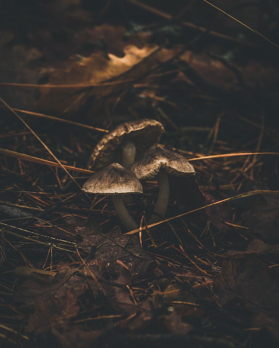 white mushroom, plant, agaric, fungus, amanita, ground, invertebrate HD wallpaper
