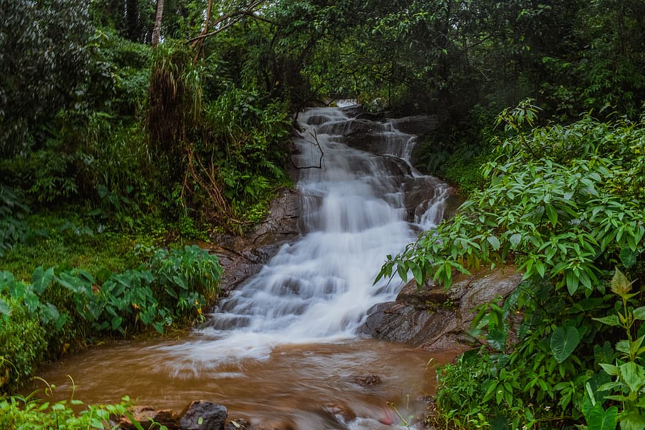 river surrounded by green leafed trees, plant, land, motion, forest HD wallpaper
