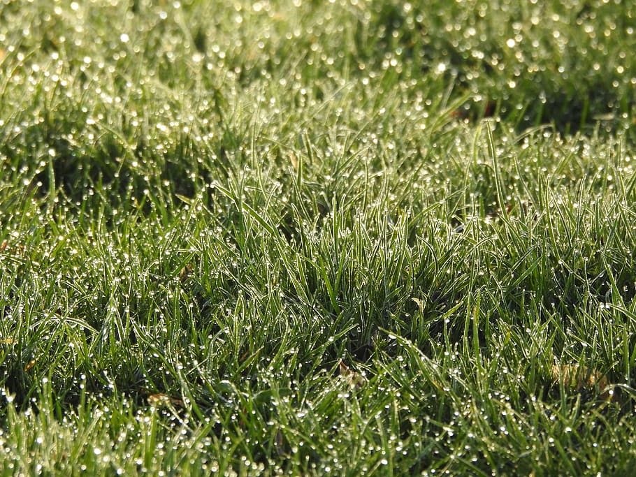 rush, morgentau, grass, wet, green, dew, nature, garden, growth HD wallpaper