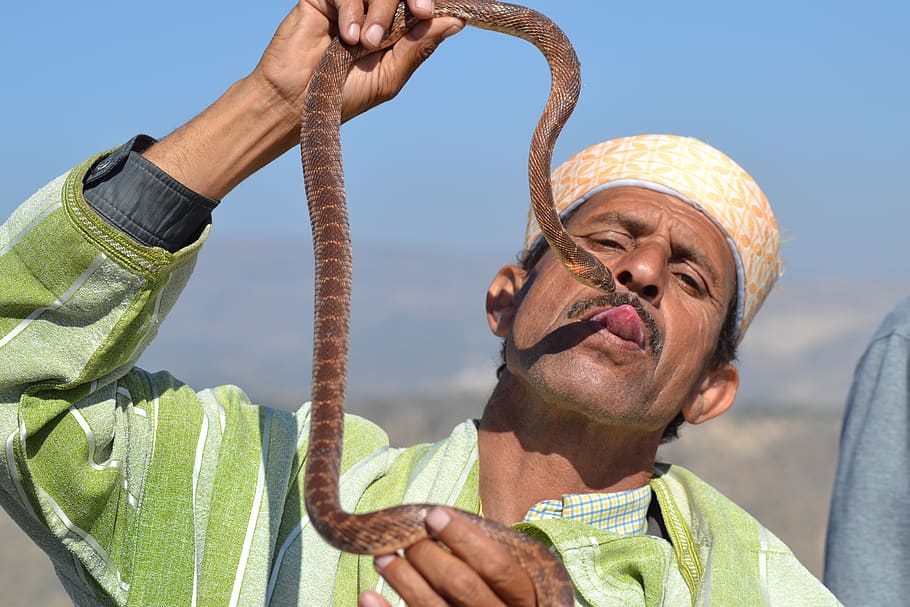 snake, trainer, morocco, man, reptile, head, one person, portrait HD wallpaper