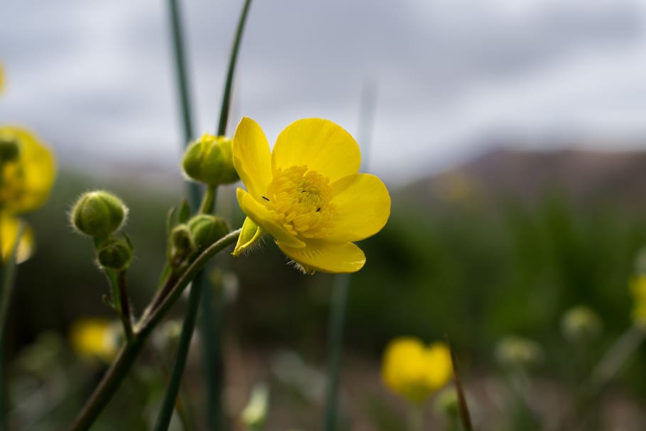 flower, micro, buttercup, flowering plant, yellow, growth, fragility HD wallpaper