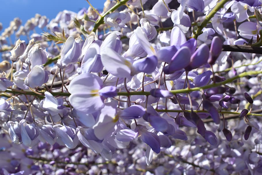 plant, blossom, flower, iris, petal, lupin, geranium, agapanthus HD wallpaper