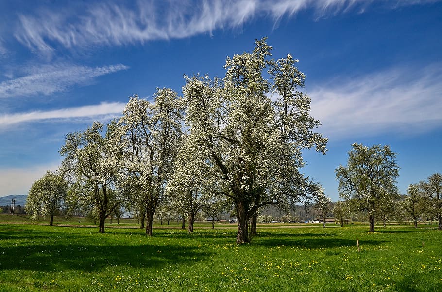spring, tree, flowers, landscape, nature, meadow, bloom, sky HD wallpaper