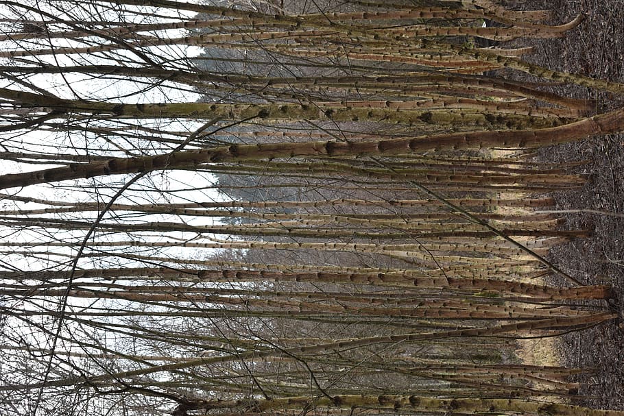 plant, tree, tree trunk, birch, vegetation, land, nature, outdoors HD wallpaper