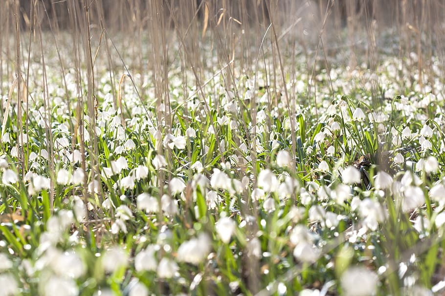 snowdrops, meadow, flower, spring, nature, white, flowers, background HD wallpaper