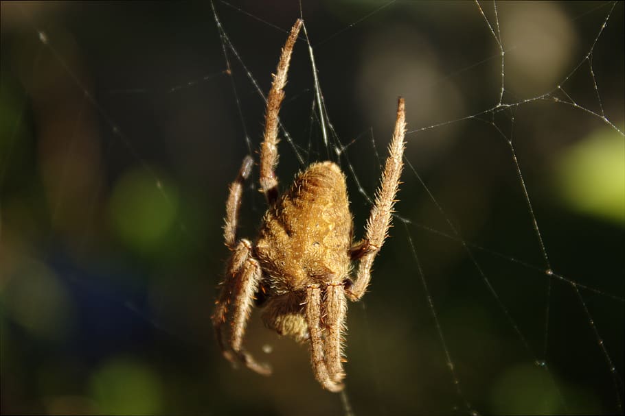 spider, nature, arachnid, creature, outside, close-up, plant HD wallpaper